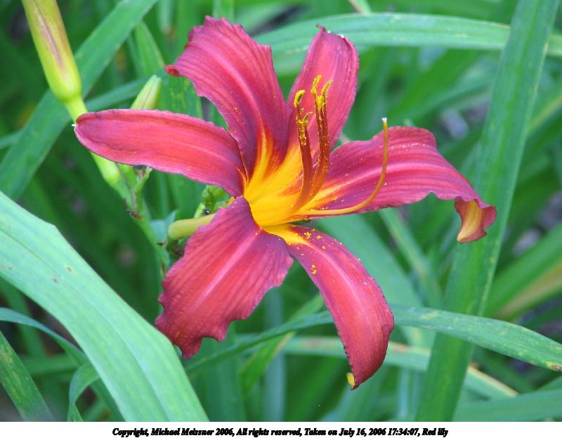 Red lily #4