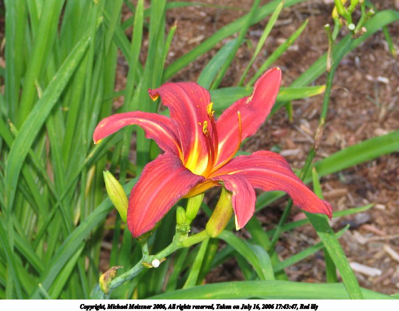 Red lily #5