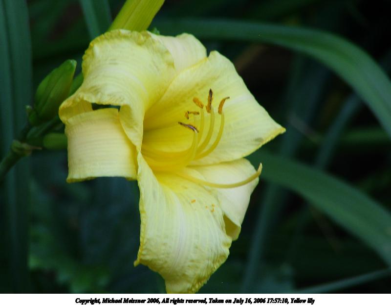 Yellow lily #7