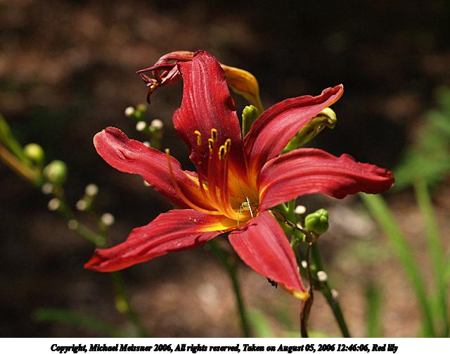 Red lily #2
