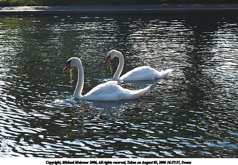 Swans #4