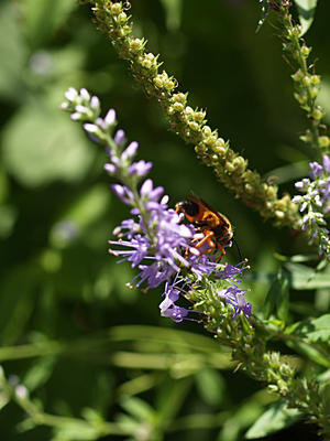 Bee on flower #2