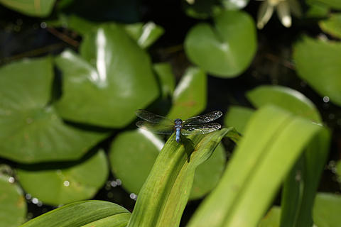 Dragonfly on the lilys