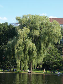 Willow tree