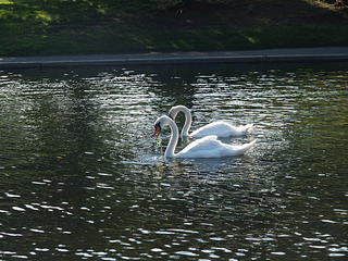 Swans #2