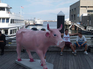 Pinky bank cow