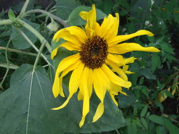 Dying sunflower