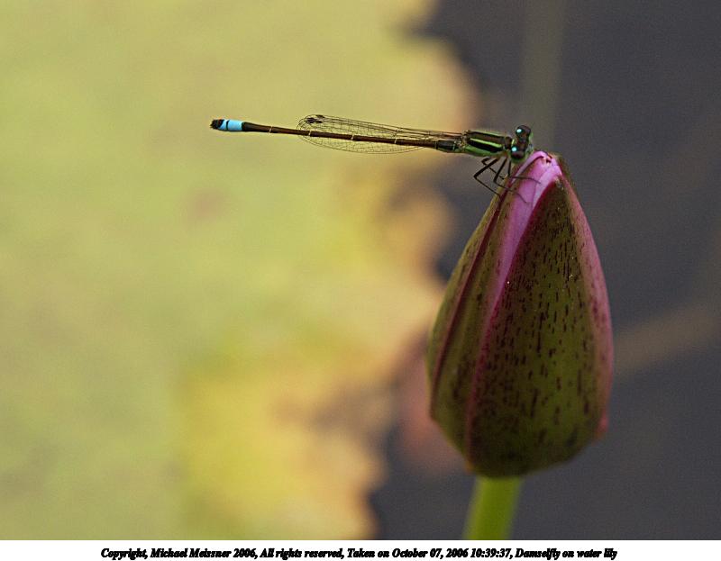 Damselfly on water lily