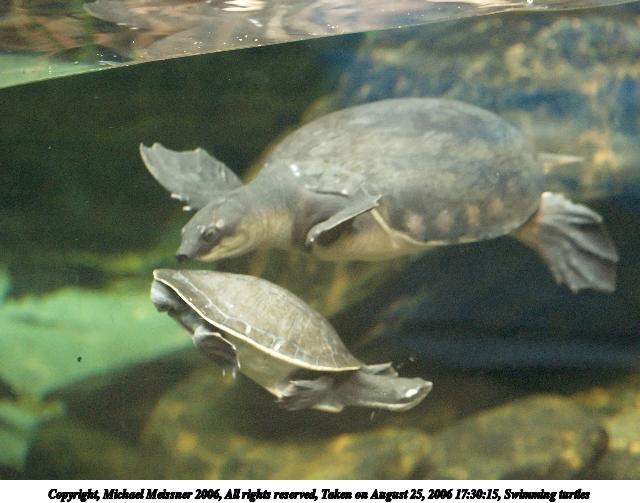 Swimming turtles #2