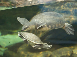 Swimming turtles #2