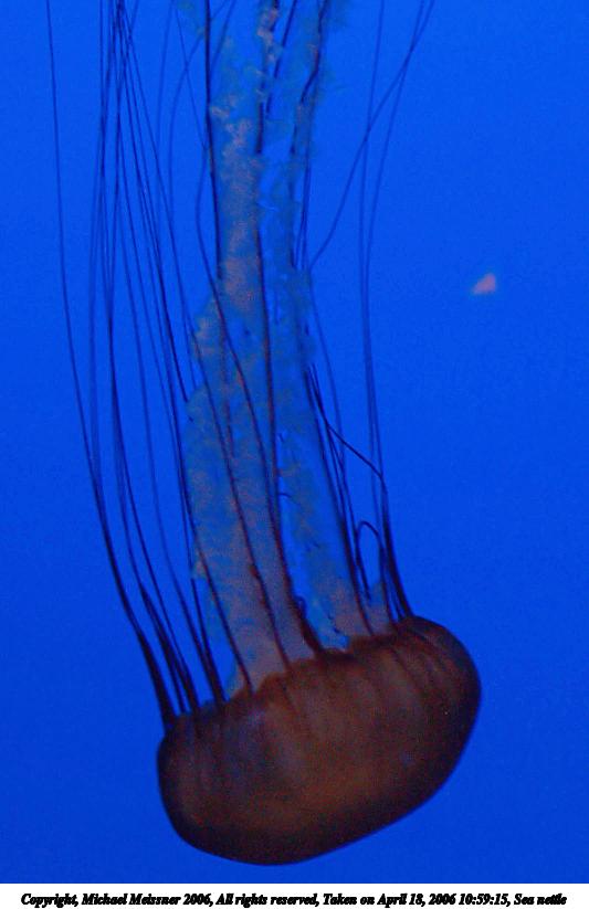 Sea nettle #2