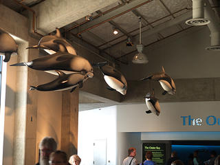 Dolphin ceiling statues