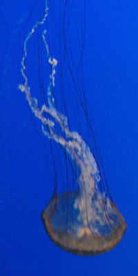 Sea nettle #3