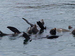 A collection of sea lions