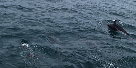 Dolphins #3