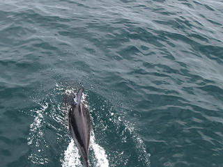 Dolphin #2