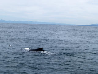 Humpback whale #2