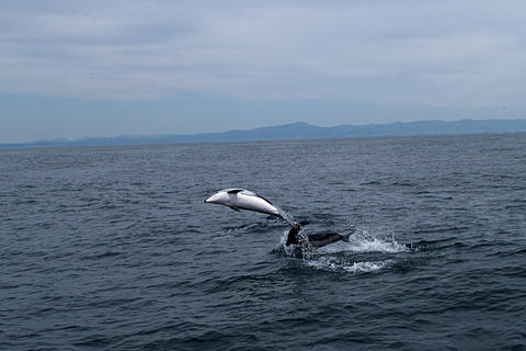 Leaping dolphin #2