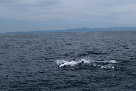 Dolphins #4