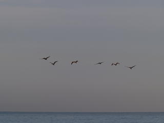 Birds over the Pacific