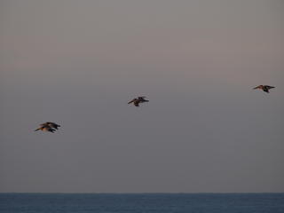 Birds over the Pacific #2