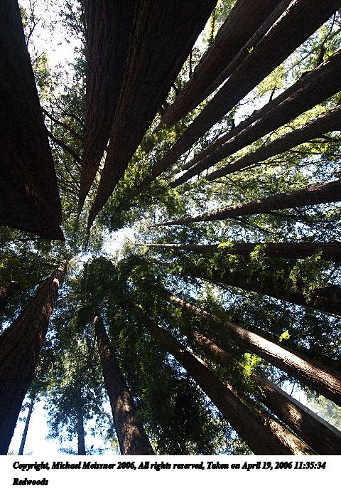 Redwoods #3