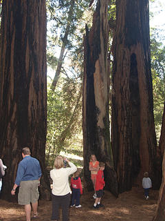 Redwoods #4