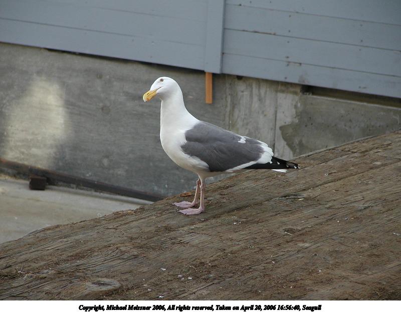 Seagull #6