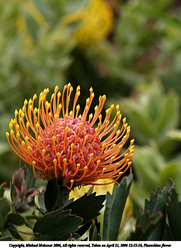 Pincushion flower #2