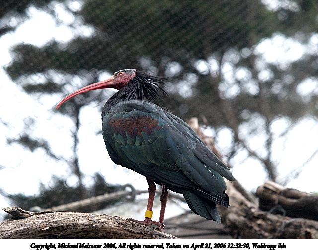 Waldrapp ibis #2