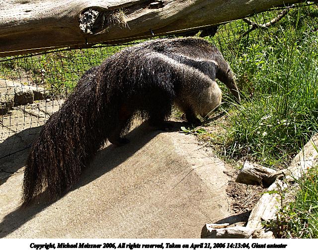 Giant anteater #2