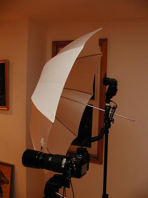 E-1, FL-50 with shoot-through white umbrella
