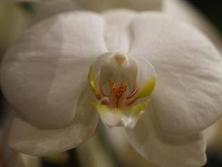 Moth Orchid #2