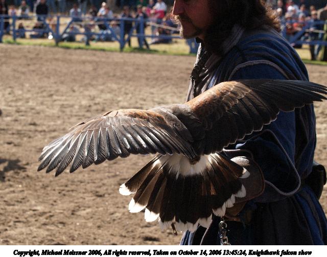 Knighthawk falcon show #13