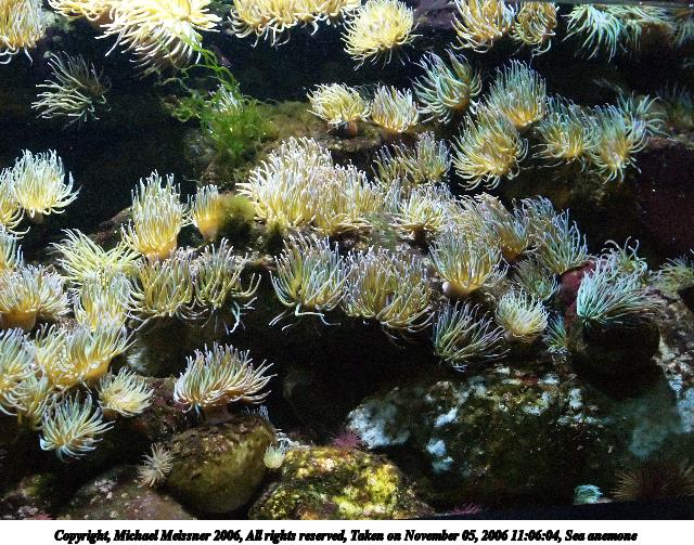 Sea anemone #2