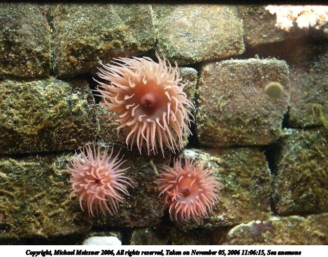 Sea anemone #3