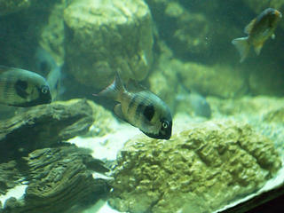 Fish #3