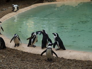 Penguins #2