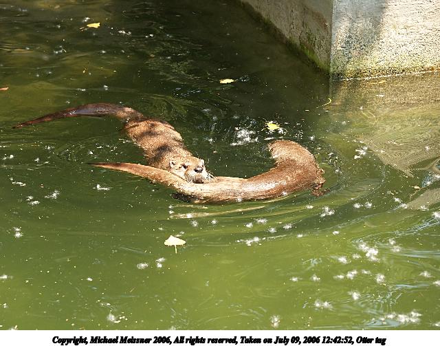 Otter tag