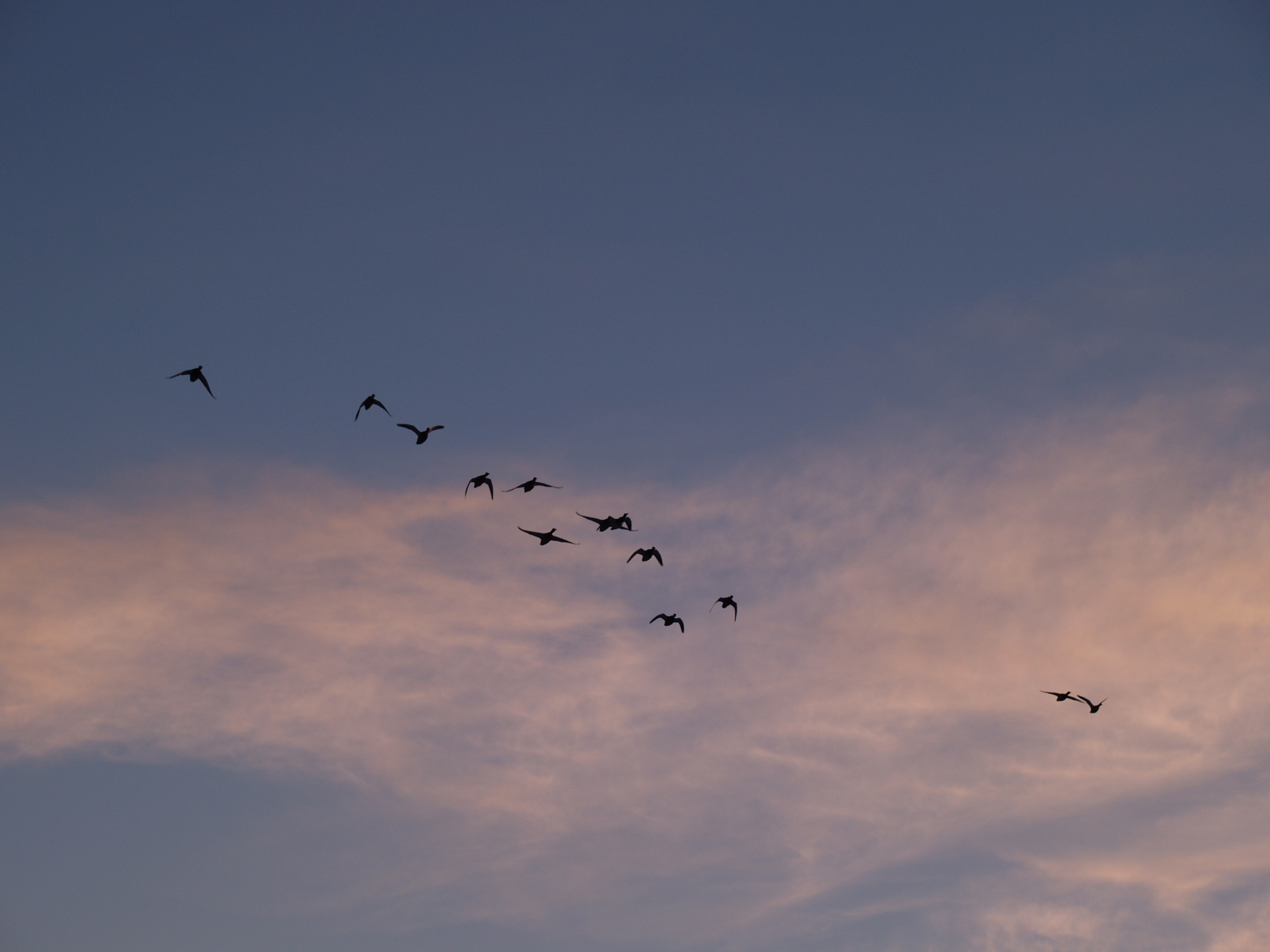 Canadian geese at sunset