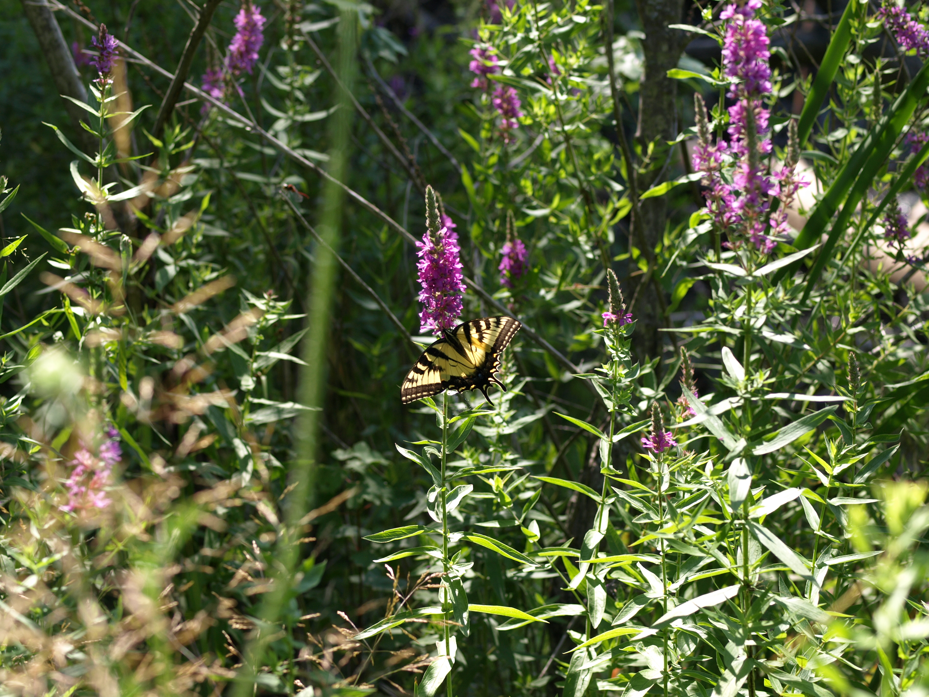 Swallowtail butterfly #2
