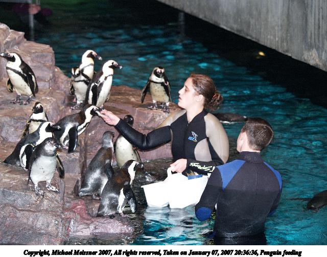 Penguin feeding #7