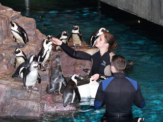 Penguin feeding #8