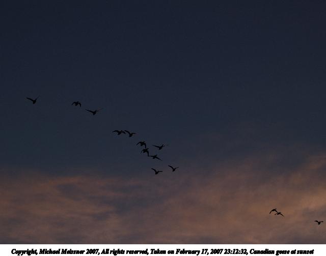 Canadian geese at sunset #2