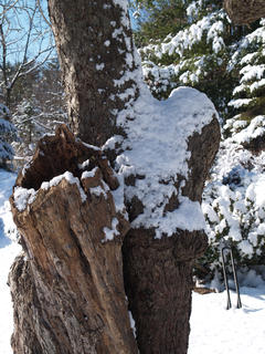 Snowy tree stump