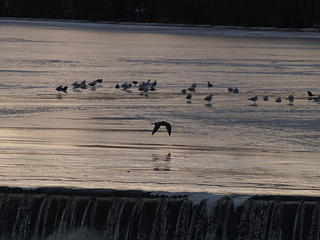 Bird flying over the Lawrence dam #2