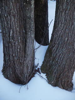 Tree trunks