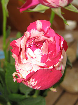 Two-tone rose