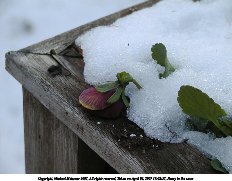 Pansy in the snow #3