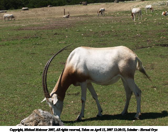 Scimitar - Horned Oryx #3